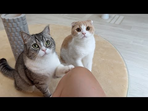 久しぶりにささみのおやつを出したらもちとはなが大喜びで…
