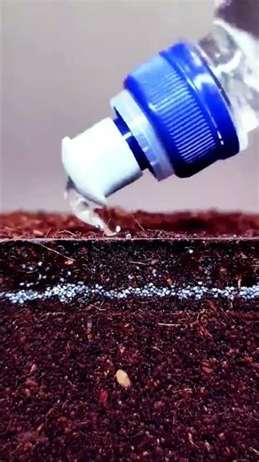 Watch Poppy Seeds Grow into a Beautiful Plant 🌱🌺 #shorts