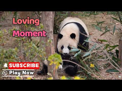 Mama’s Calling! Time For A Sniff-To-Sniff Moment | iPanda