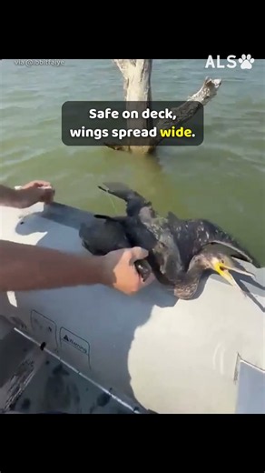 A cormorant is caught on a fishing line, until a boat comes 🐦❤️ #BirdRescue #WildlifeRescue