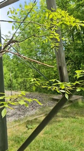 Wisconsin's High Point: Timm's Hill (48 State High Points Throwback) #shorts