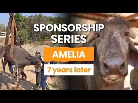 Seven years ago Amelia was suspended from a crane with a crushed leg. Today, she's a superstar.