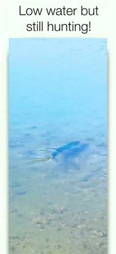 NZ Kingfish Close Up
