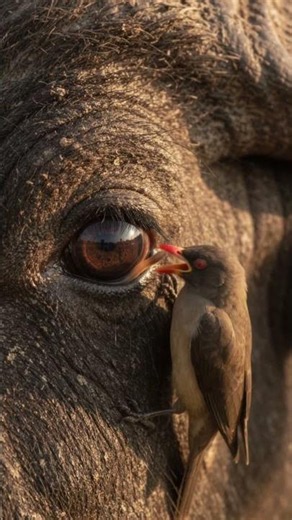 Large parasitic worm in buffalo's eye #parasite #oxpecker #biology #science #nature #buffalo #shorts