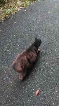 不思議な毛並みの子 in田代島 #cat