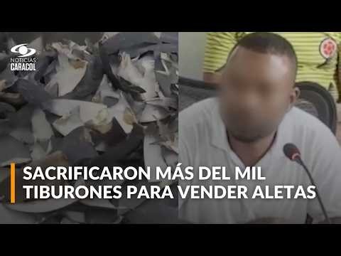 Capturan en Tumaco a señalado traficante de aletas de tiburón: incautaron más de 4.200 piezas