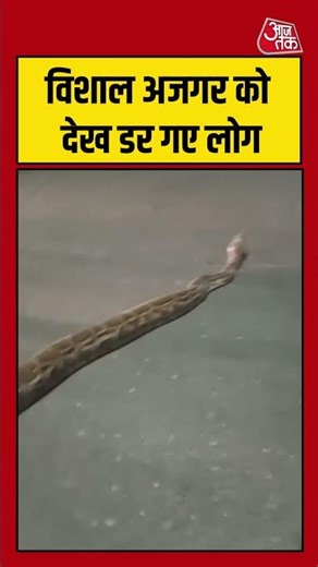 Shorts | विशाल अजगर को देख डर गए लोग | Python | Azgar Video | Snake | Faridabad | #Viral