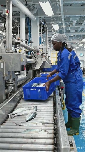 How fish are packaged in the biggest Trawler in Africa#Shorts#shortvideo #africa