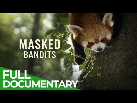 Nature’s Masked Bandits | Free Documentary Nature
