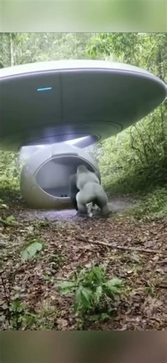 UFO Shocked by Gorilla’s Reaction 😱👽🦍