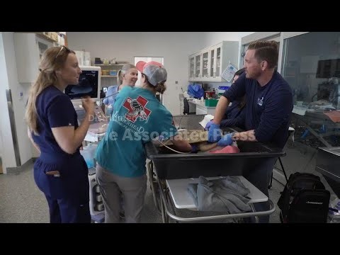 A 3-limbed Kemp's ridley sea turtle is now being tracked at sea by satellite