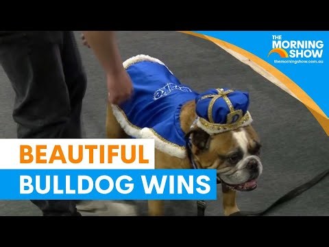 Rescued bulldog wins university mascot crown | The Morning Show