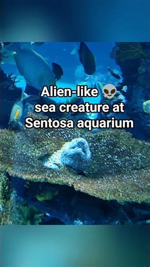 Alien-like 👽 sea creature at Sentosa aquarium