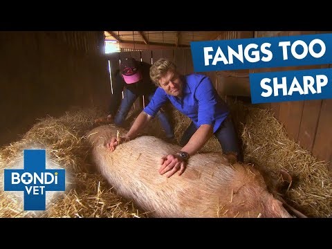 Cutting 220Kg Pig's Overgown Fangs | Bondi Vet