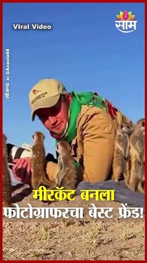मीरकॅट्ससोबत वन्यजीव छायाचित्रकाराचा मजेशीर क्षण | Meerkat | Wild Life Photography