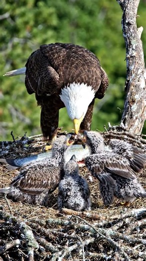 What a beautiful sight to see a hawk feeding its young by catching fish 🥰