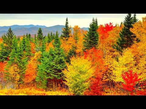 "The Feeling of Autumn" Beautiful Relaxing Music, Peaceful Soothing Instrumental Music by Tim Janis