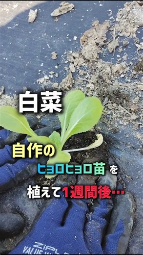 白菜、自作のヒョロヒョロ苗を植えて1週間後…