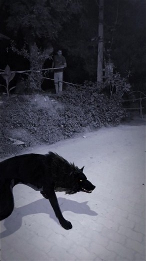 wolf को डंडा लेकर सुरक्षित भगाया