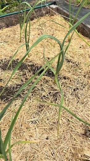 These SQUIRRELS are ruining my GARDEN! #garden #2026 #diy #homestead #pestcontrol