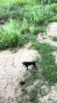 Jaguar in the Pantanal