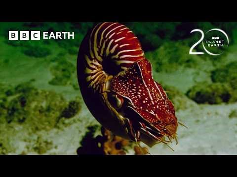 The Extraordinary Adaptations of a 500-Million-Year-Old Species | BBC Earth
