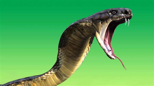 The giant king cobra that earned a place in the record books