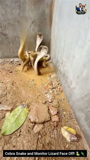Cobra Snake and Monitor Lizard Face Off! 🐍🦎 #snake #wildliferescue #cobra #wildlifeentertainment
