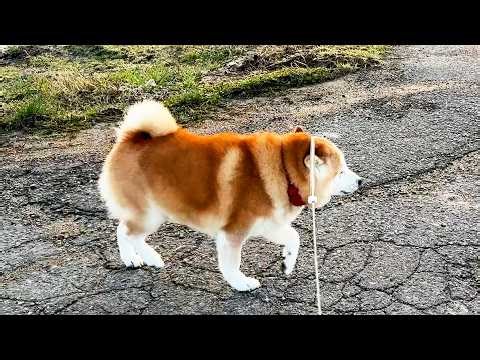 晴れの日は気合が入るため、ヒモが頭にグイーンってなっても強行突破する柴犬