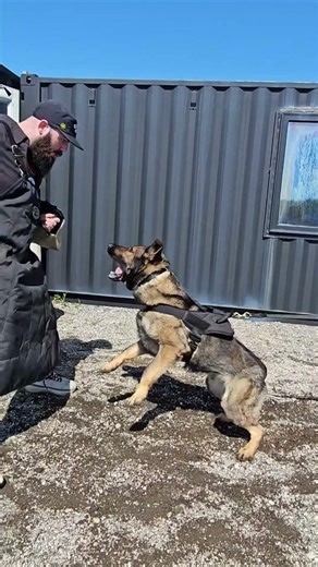 This $125,000 Protection Dog Will Change How You Think About Security