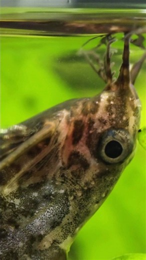 Why Does the Upside-Down Catfish Swim Belly-Up? | #DeepLook #Shorts