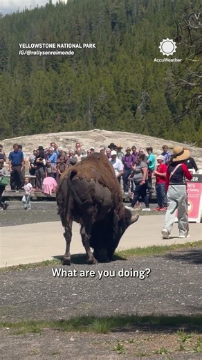 Woman Dangerously Approaches Bison At Yellowstone