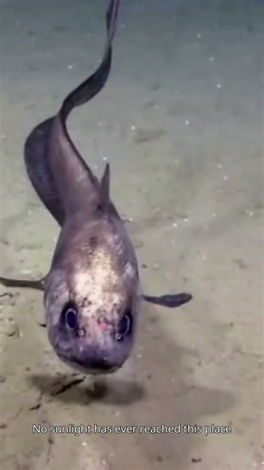 The Deepest Place on Earth: Inside the Mariana Trench 🌊
