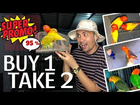 BEST SELLER 2026 NG BUDGETMEAL NA IBON PAANO MAGKAROON? PANUORIN 