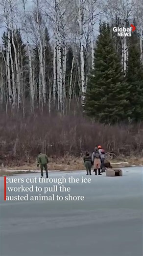 Manitoba moose pulled from frigid waters after hours-long struggle