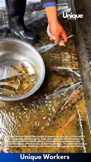 Fresh Fish Harvesting: Man Collects Live Fish from Flowing Water Channel