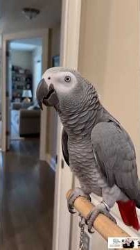 Explain yourself said parrot | afircangaryparrot #parrot #grayparrot #talkingparot #funny#shorts