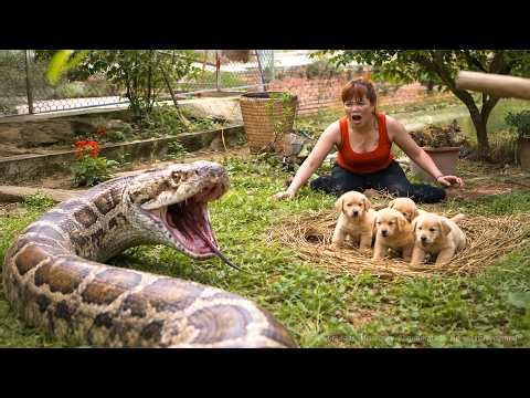 72 Hours of Terror : 😱 Giant Python Attacks Puppies — Brave Woman Risks Everything to Save Them!