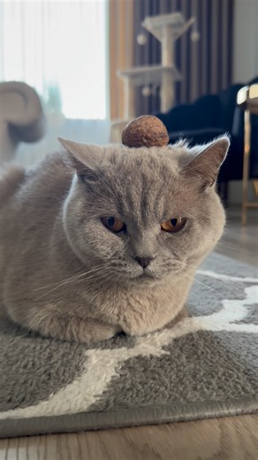 😹 My Human Has Officially Lost It… 🌰