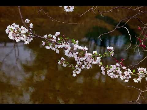 André Rieu - The Godfather [Main Title Theme] (Live in Italy)