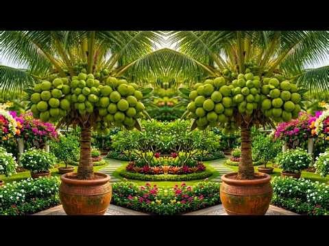🔴LIVE 🌴 How to Grow a Coconut Tree | Complete Coconut Growing Process #livestream #live