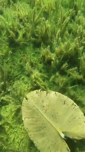 Diving the Lily Pads at Hazard Lake