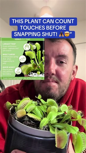 🪰 Did you know the Venus Fly Trap has an incredible way of detecting insects? Its traps typically need repeated stimulation of sensitive hairs before they snap shut! 🌱 One of nature’s most fascinating carnivorous plants ☀️ Needs plenty of direct sunlight 💧 Water with rainwater or distilled water 🪴 Use specialist carnivorous plant compost ❄️ Allow a cool winter dormancy period A brilliant plant for anyone who enjoys unusual plants and amazing natural adaptations! 🛒 Check out the Venus Fly Tr