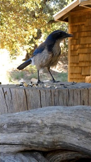 California Scrub-Jay🐦Late For Supper #californiascrubjay