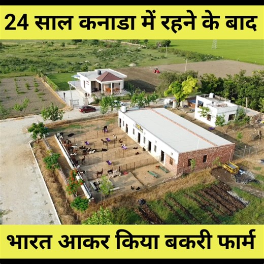 Beetal Goat Farming | Goat Farming Business #bakripalan #bakrifarm #goatfarm #goatfarmer #goatfarming #goatfarmingbusiness | Sandhu Agrofarm