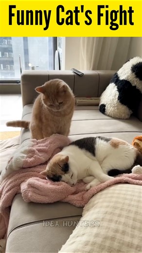Funny Cat's Fight 🤪 #funny #cat #funnyanimals #shorts