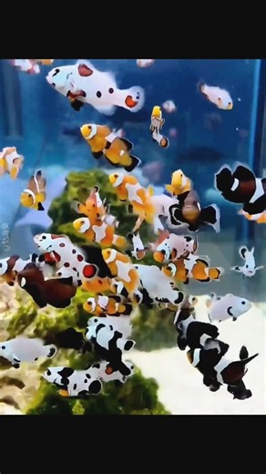 He Built a Tiny Home for Clownfish… Their Reaction Is Adorable! 🐠❤️ #Shorts