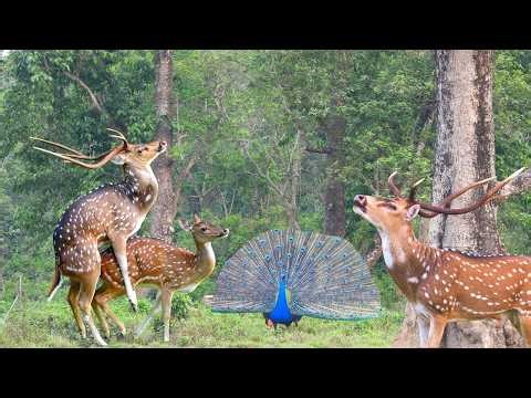 4k Animal live | Jungle Live Safari | Relaxing Nature Sounds