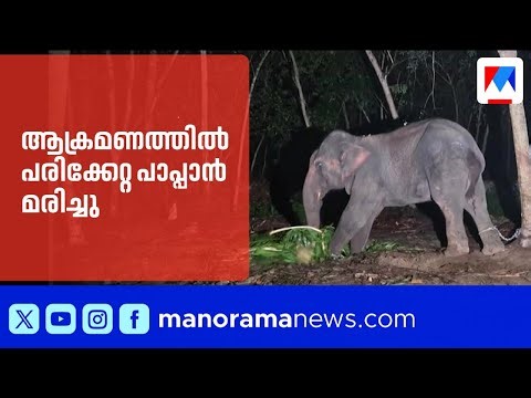 നരുവമൂടിൽ ആനയുടെ ആക്രമണത്തിൽ പരിക്കേറ്റ പാപ്പാൻ മരിച്ചു |ElephantAttack |Thiruvananthapuram