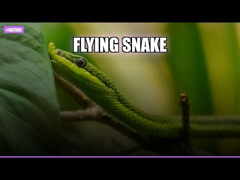 Flying Snake